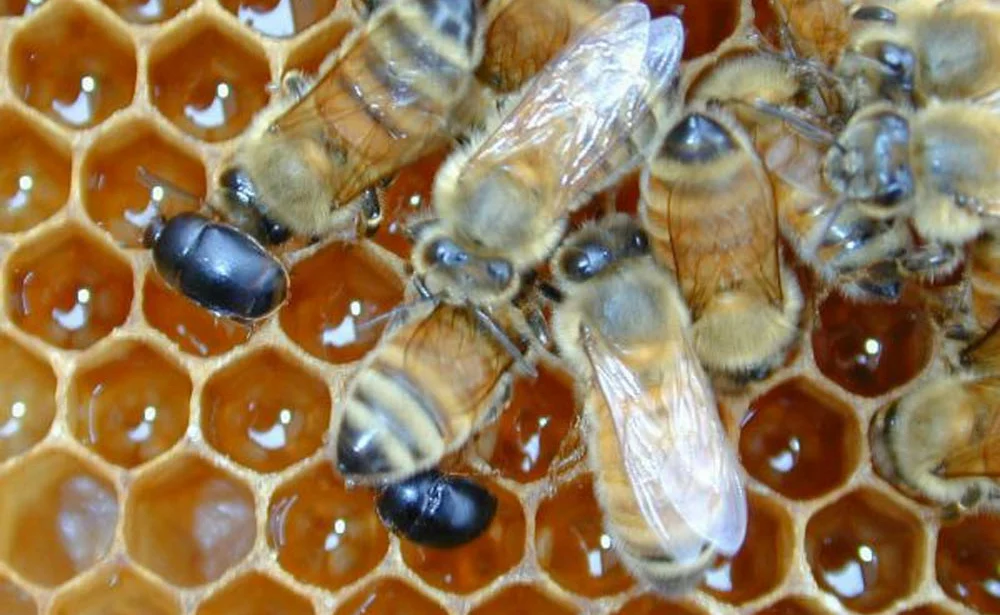 apiculture-aethina-tumidamenace-ruchers - Illustration Apiculture : Aethina Tumida, une menace pour l’avenir des ruchers