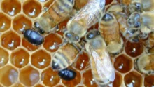 apiculture-aethina-tumidamenace-ruchers