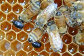 apiculture-aethina-tumidamenace-ruchers