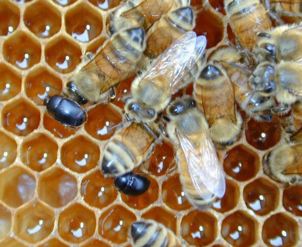 Photo of Avec 3800 apiculteurs bretons, il y a forcément des ruches près de chez vous