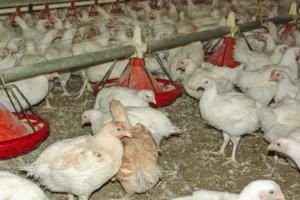 aviculture-consommation-gaz