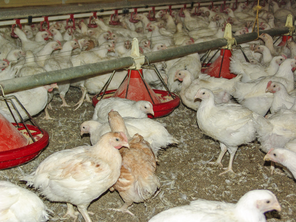 aviculture-consommation-gaz - Illustration Aviculture, maîtriser sa consommation de gaz