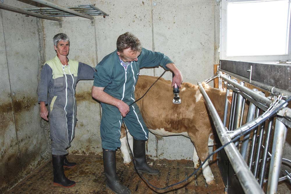 beatrice-lirzin-eleveuse-patrick-bompoil - Illustration La tonte des veaux en prestation de services