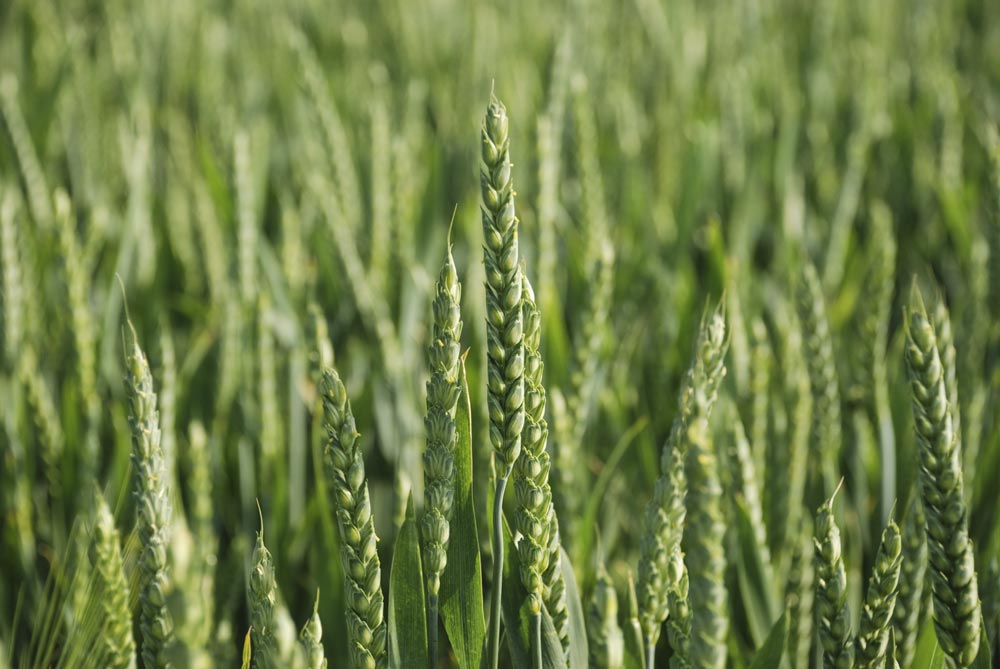 cereale - Illustration Céréale : Fusariose, intervenir tout début floraison