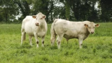 charolais-herbe-bovin-race-allaitante