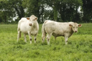 charolais-herbe-bovin-race-allaitante