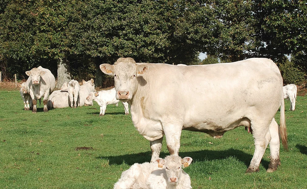 charolaise-viande-bovine - Illustration Viande : la conjoncture 2015 doit tirer les prix à la hausse