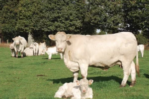 charolaise-viande-bovine