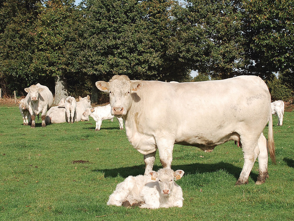 charolaise-viande-bovine - Illustration Viande : la conjoncture 2015 doit tirer les prix à la hausse