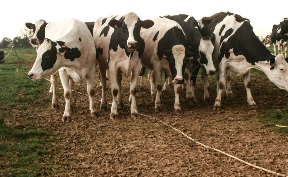 chemins-acheminer-eau--paddocks - Illustration Aménager son parcellaire pour développer le pâturage