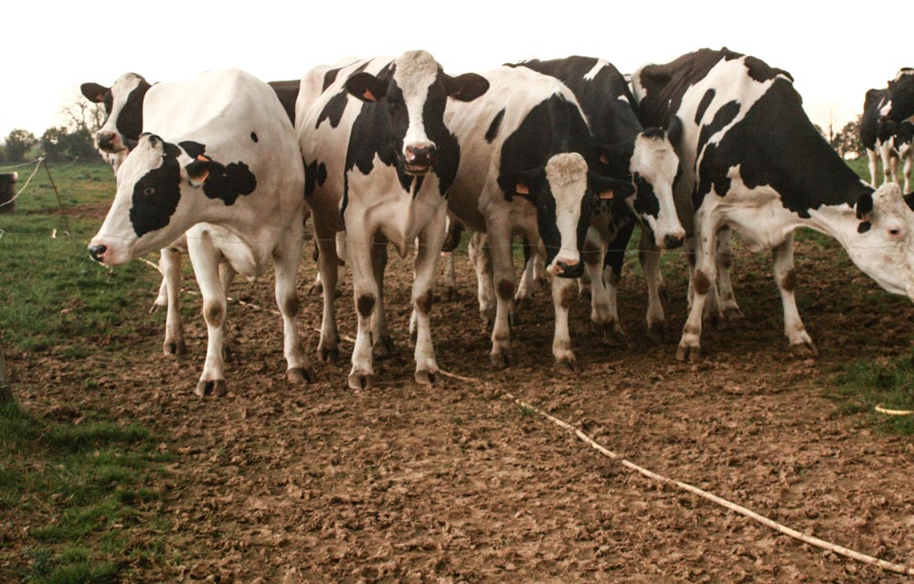 chemins-acheminer-eau--paddocks - Illustration Aménager son parcellaire pour développer le pâturage