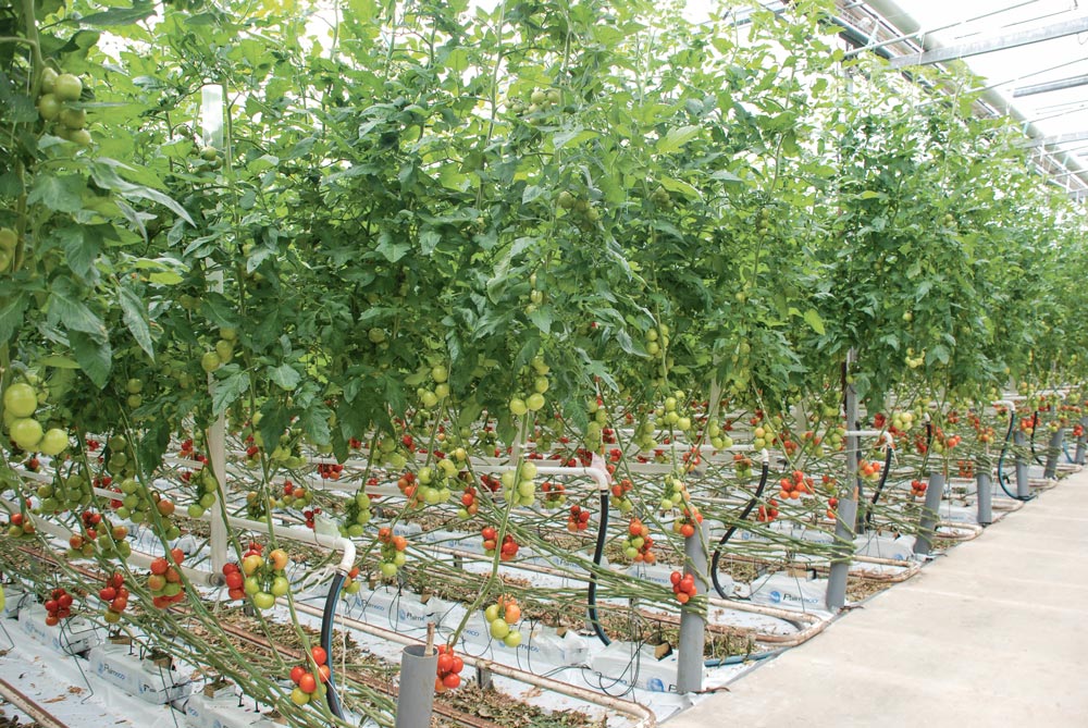 culture-tomates-sous-serre - Illustration Les serres à tomates bretonnes règnent