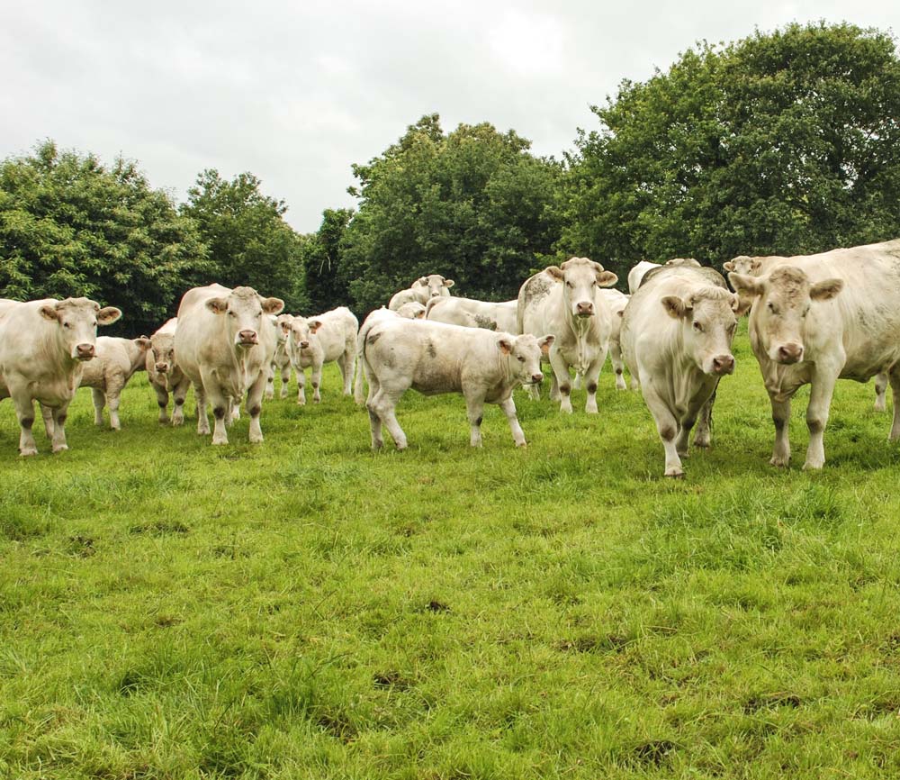 eleveur-bovin-couts-production - Illustration Les éleveurs font monter la pression