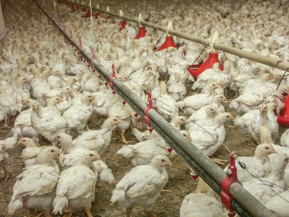 Photo of Influenza aviaire H5N8 : l’Etat prépare une indemnisation de 50% des pertes postérieures au vide sanitaire
