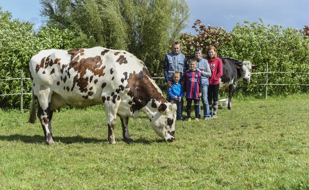 famille-le-marchand-race-normande - Illustration Concours : « Notre Fétiche sélectionnée pour le National »