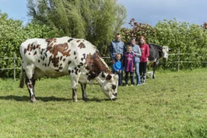 famille-le-marchand-race-normande