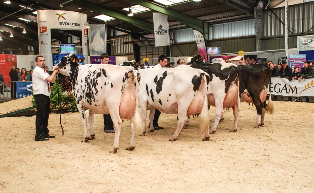 foire-de-rennes-prim-holstein - Illustration La Brune sous les feux de la rampe à la Foire de Rennes