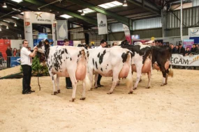 foire-de-rennes-prim-holstein