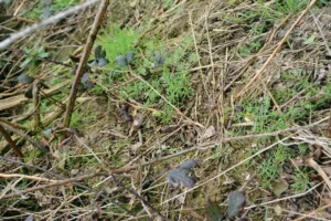 Le gaillet colonise les espaces vides d’un talus