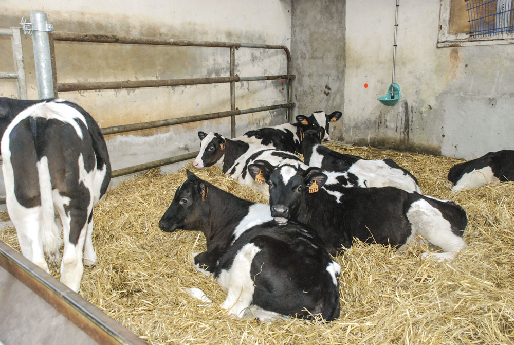 genisses-laitieres-etable-semence-bovine