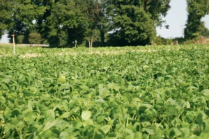 Les 1 800 producteurs des trois organisations de producteurs de l'UOPLI (Cecab, Clal St Yvi, Triskalia) cultivent, en moyenne, 13 hectares de légumes d'industrie