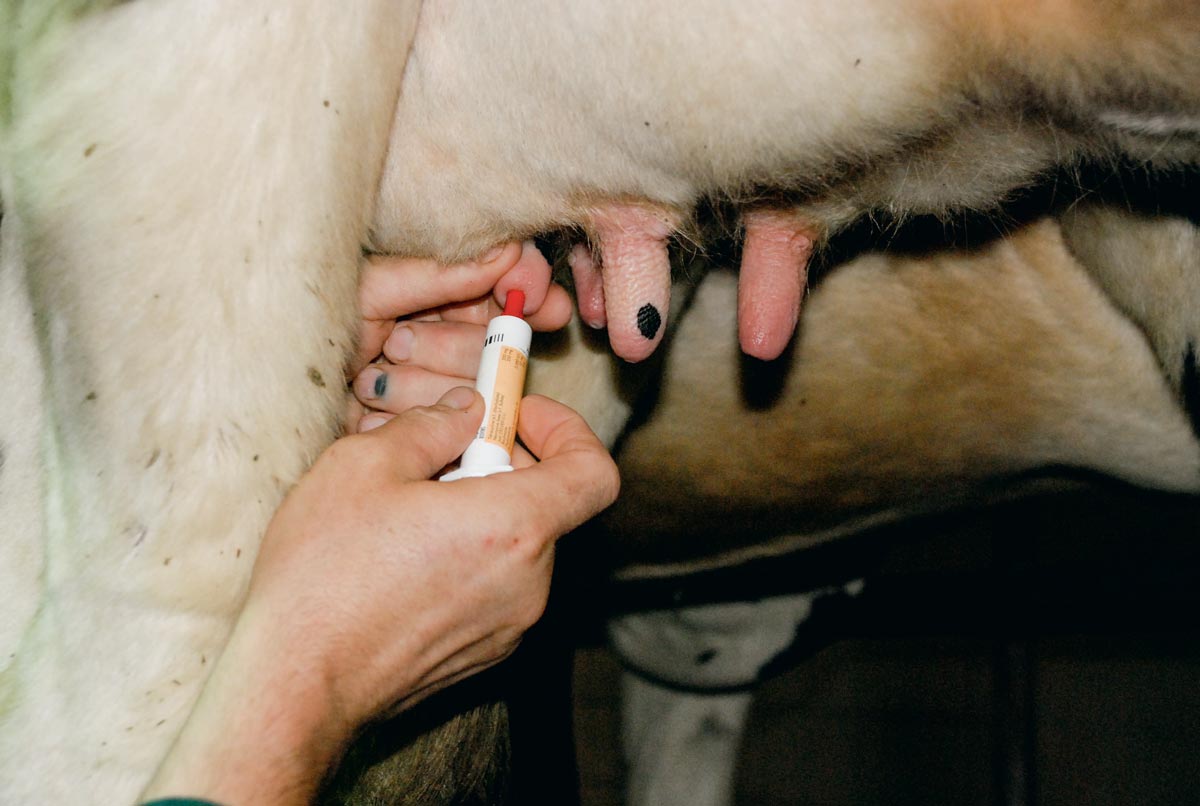 Photo of Antibiotiques : les bovins doivent lever le pied