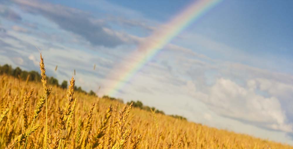 marche-ble-conditions-meteorologiques - Illustration Que nous réserve la prochaine campagne en blé ?