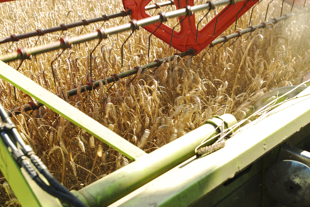 Photo of Une récolte de blé proche de la moyenne à 36,2 Mt