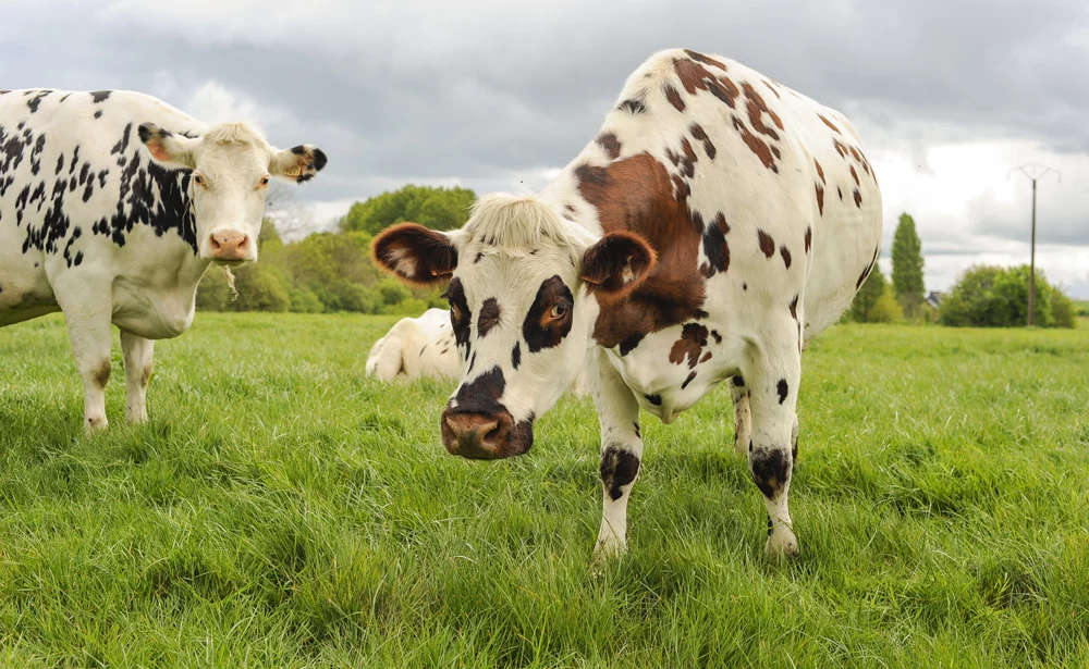 normande-sante-metabolisme-vache - Illustration Le pâturage a un effet positif sur  la santé et le métabolisme des vaches