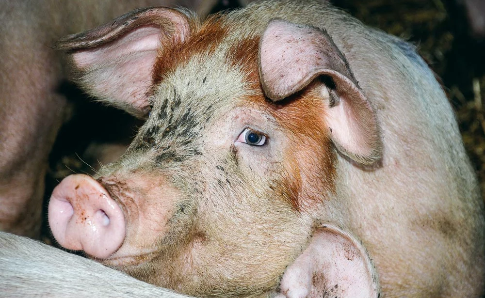 porc - Illustration Les Canadiens veulent dynamiser la consommation de porc