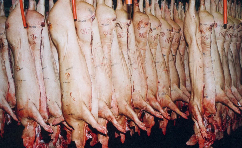 porc-abattoir-carcasse - Illustration Porcs : La contractualisation séduit les éleveurs étrangers