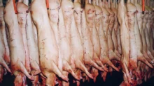 porc-abattoir-carcasse