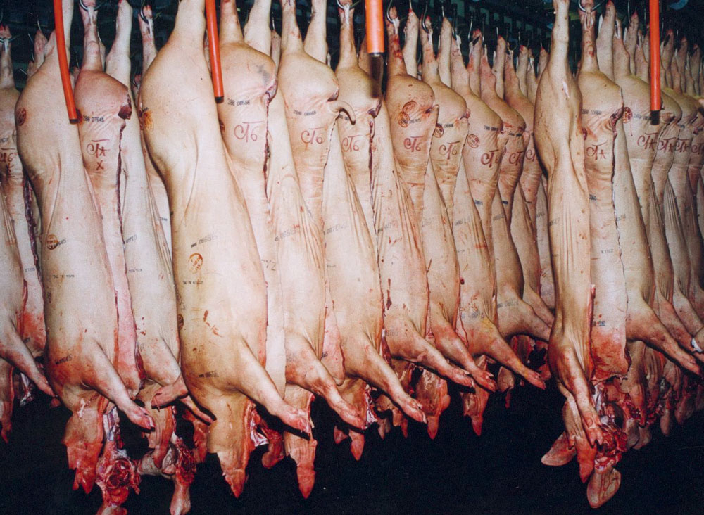 Photo of Porcs : La contractualisation séduit les éleveurs étrangers