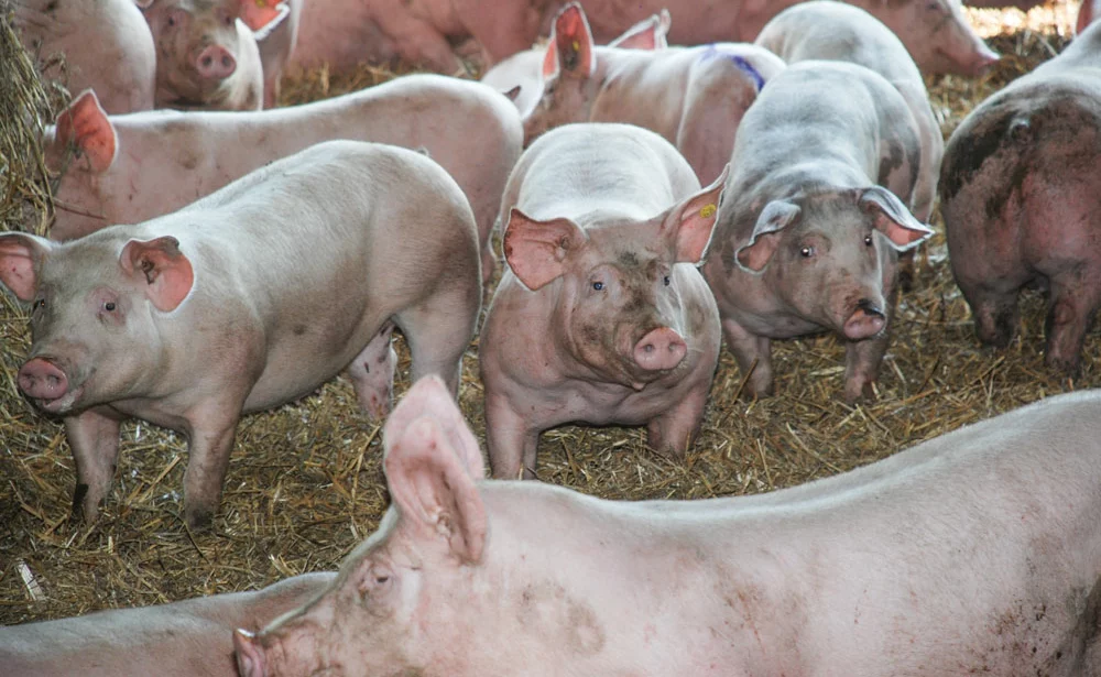 porc-paille-authentique - Illustration Le « Porc authentique » se vend à prix fixe