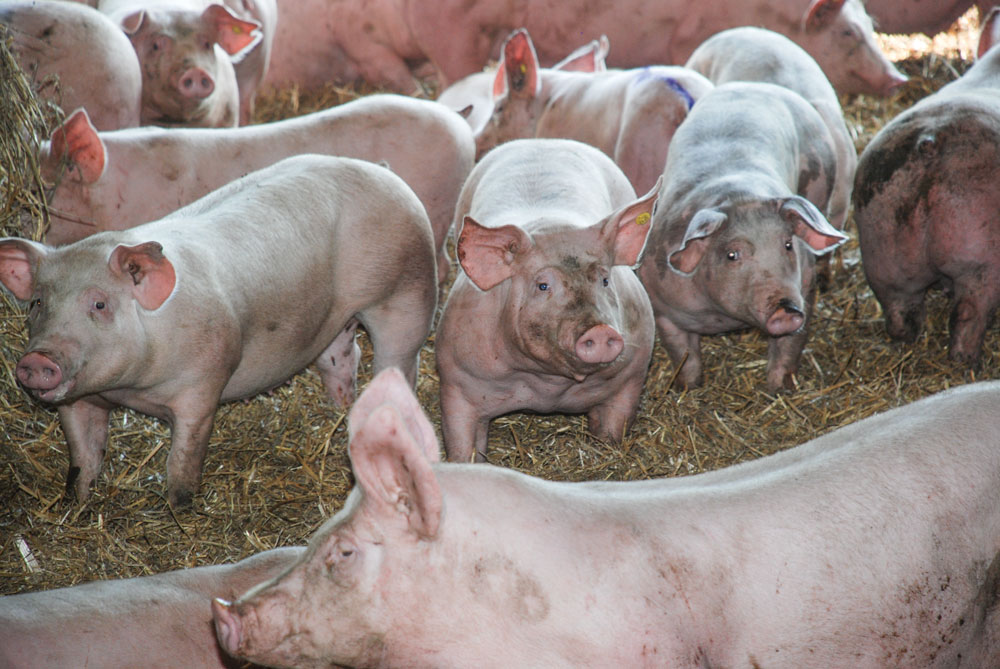 Photo of La Fnab appelle l’UE à empêcher “l’industrialisation des élevages biologiques”