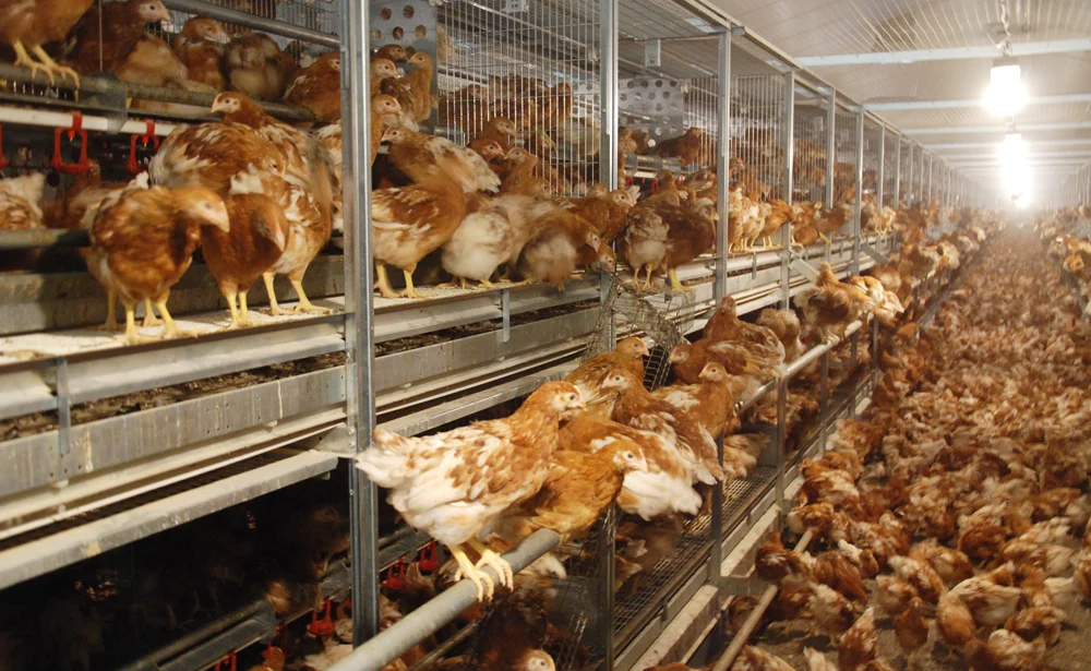 poulette-pondeuse-nutrition-genetique - Illustration Œufs contaminés : 26 États membres de l’UE sont touchés