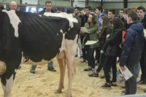 prim-holstein-concours-rennes