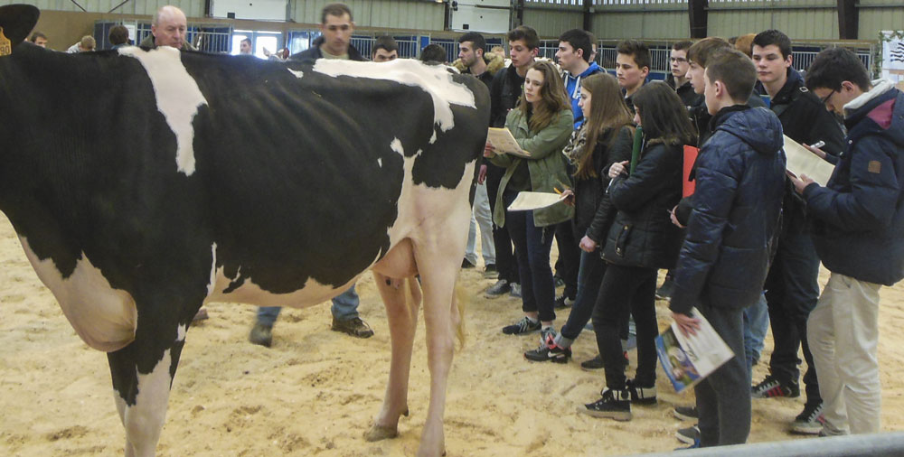 prim-holstein-concours-rennes - Illustration Concours : le dynamisme de l’élevage d’Ille-et-Vilaine palpable à Rennes