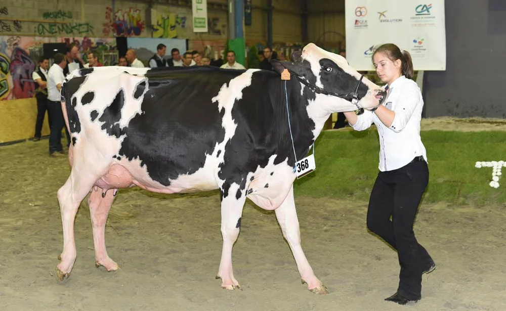 prim-holstein-terralies-saint-brieuc-2015 - Illustration Concours des races laitières aux Terralies