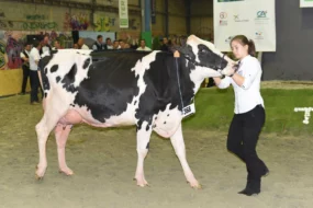 prim-holstein-terralies-saint-brieuc-2015