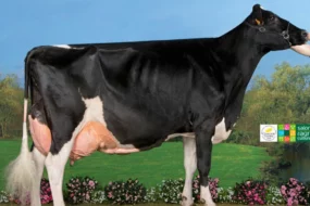 prim-holstein-vache-annee-2014