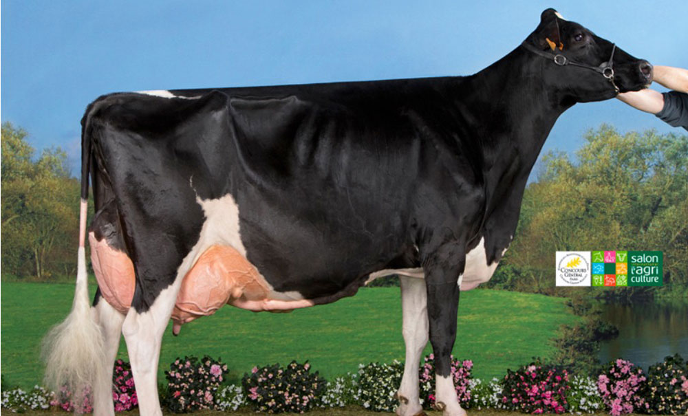 prim-holstein-vache-annee-2014 - Illustration L’élevage Nogré, propriétaire  de la vache de l’année 2014