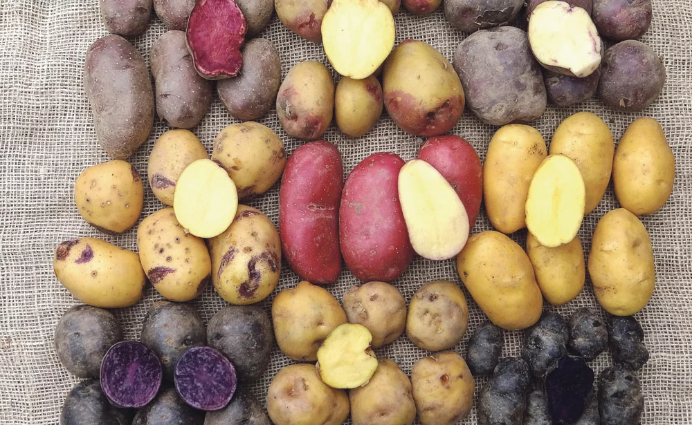 rassembler-varietes-pommes-de-terre - Illustration Qui a conservé chez lui ces variétés de pomme de terre ?