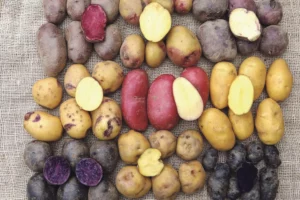 rassembler-varietes-pommes-de-terre