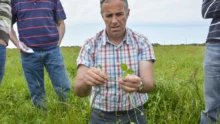 ray-grass-anglais-prairies-pascal-le-coeur