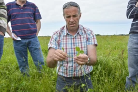 ray-grass-anglais-prairies-pascal-le-coeur