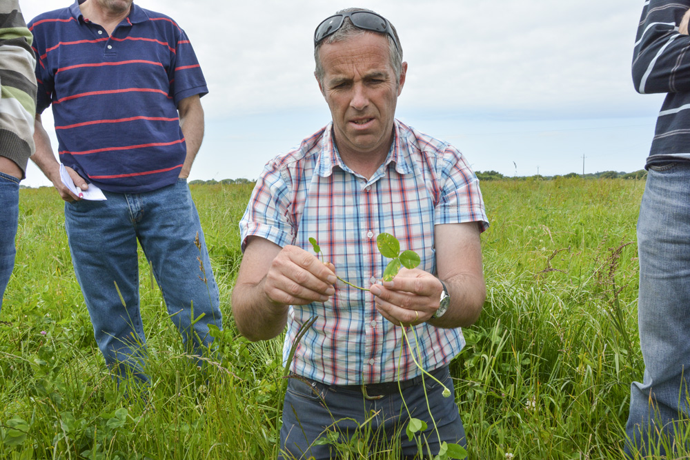 ray-grass-anglais-prairies-pascal-le-coeur - Illustration Le ray-grass anglais reste le roi