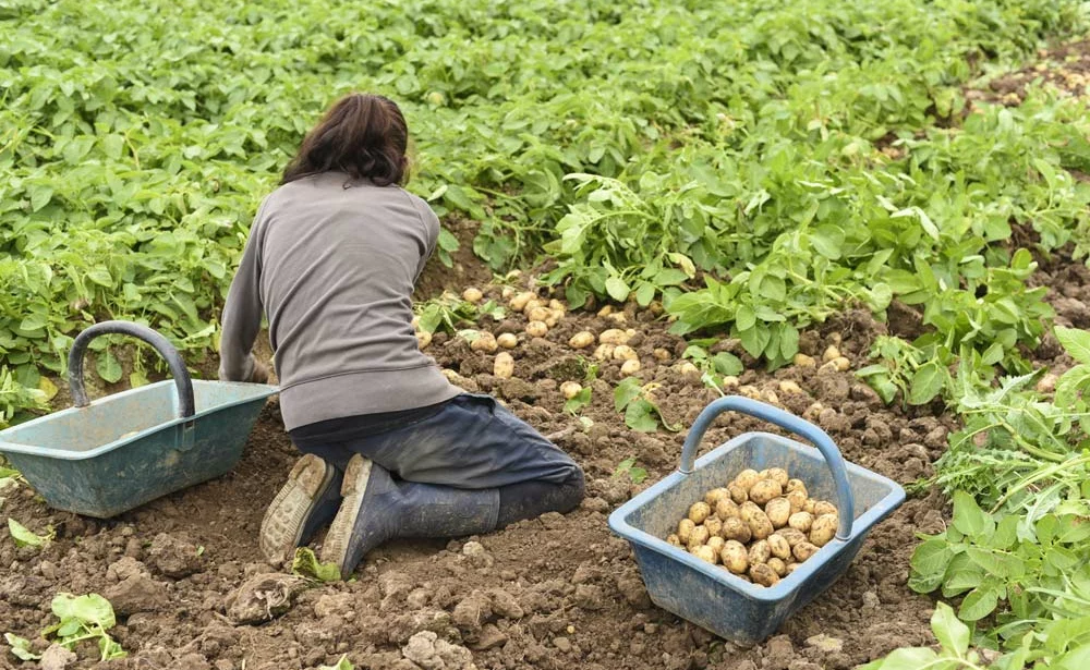 recolte-pomme-de-terre-loguivy-sur-mer-22 - Illustration De bonnes nouvelles pour la pomme de terre