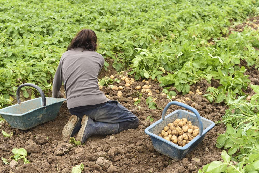 recolte-pomme-de-terre-loguivy-sur-mer-22 - Illustration De bonnes nouvelles pour la pomme de terre