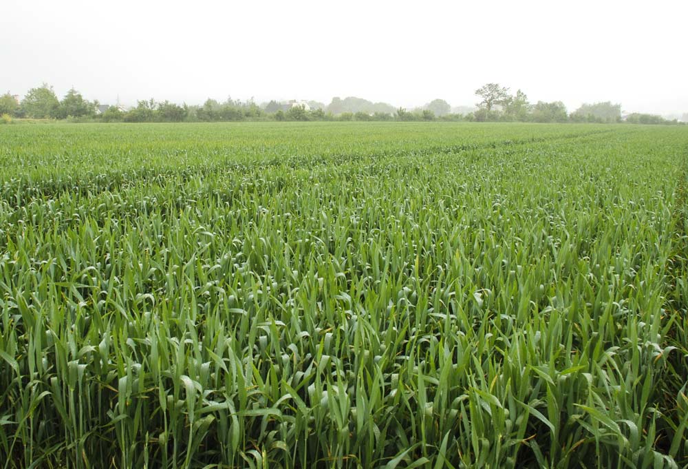 reglementation-agriculture - Illustration Réglementation : Privilégier les contrôles « sur pièces »